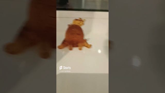 видео моё(из ютуба) котик с мышкой из янтаря