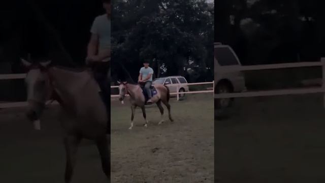 прогулка на коне#лошадь#конь смотреть онлайн
