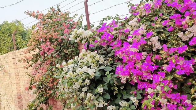 How to Boost your Multi colour Bougainvillea plant's Flowering || Fast & Easy way смотреть онлайн