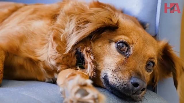 INACREDITÁVEL CACHORRO SALVA AMIGO DO ATAQUE DA ÁGUIA смотреть онлайн