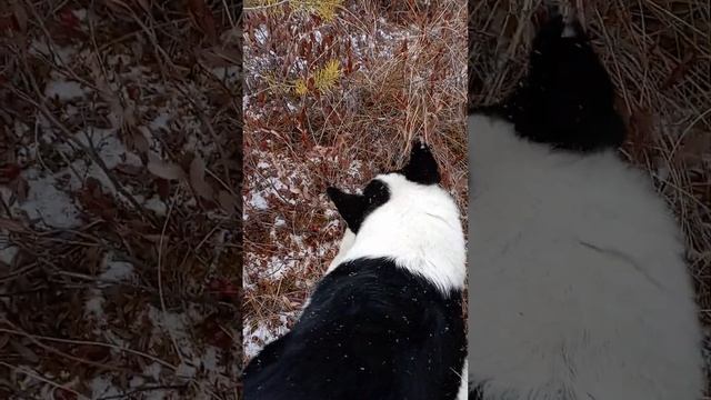 Красный ковёр на болоте! смотреть онлайн