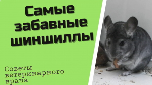 забавные шиншиллы.