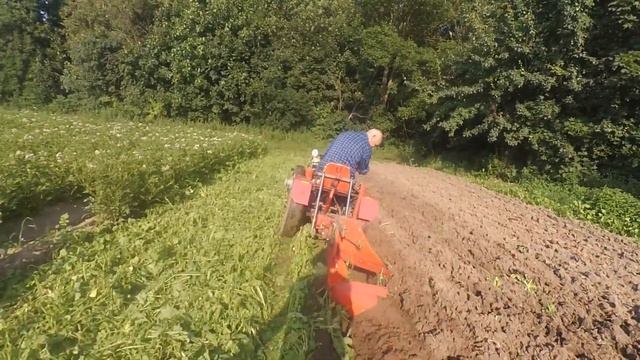 Мотоблк Мтз с адаптером. Запахиваю редьку масличную. смотреть онлайн