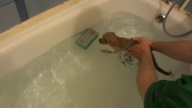 Чихуа хуа купается смотреть онлайн