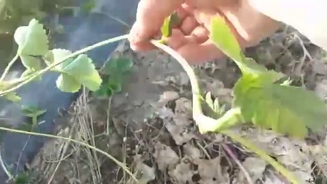 Сколько усов при весенней посадки клубники? смотреть онлайн