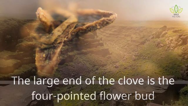 What is Clove? | Spice Factors #clove смотреть онлайн