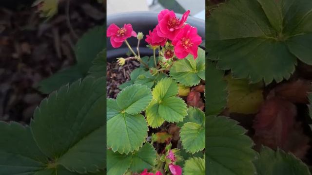 summer breeze strawberry flower смотреть онлайн
