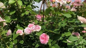 Английская роза Джеймс Галвей