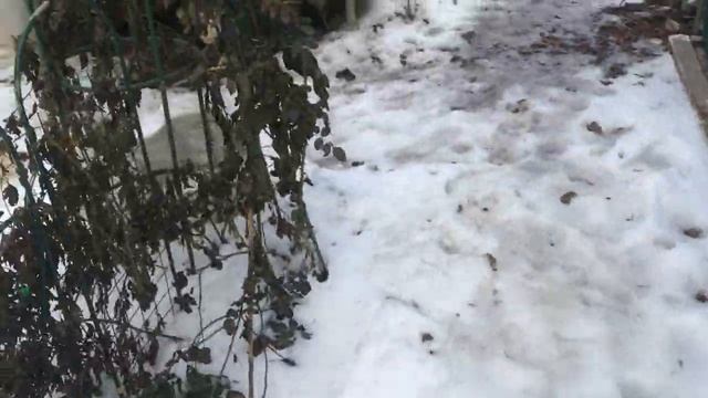 Сорт розы Лондон Ай и состояние моих роз после морозов. смотреть онлайн