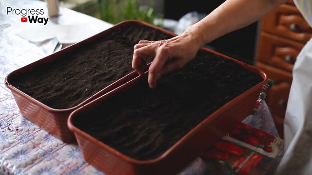 ТЕПЕРЬ СЕЮ ПЕРЕЦ ТОЛЬКО ТАК! Почему я раньше не додумался до этого! смотреть онлайн