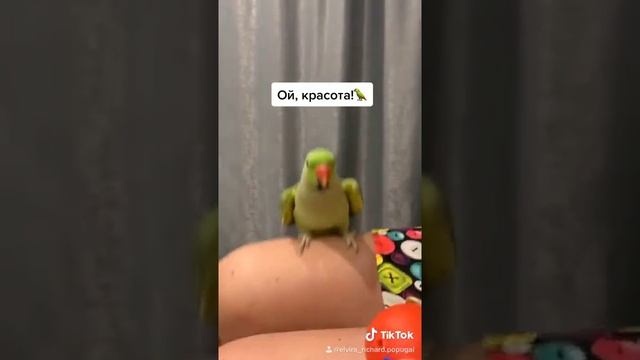 Говорящий ожереловый попугай Ричи смотреть онлайн