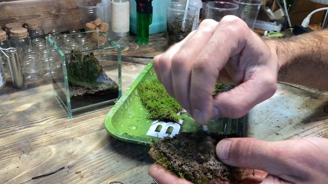 Делаем мохариум с обросшим пеньком смотреть онлайн