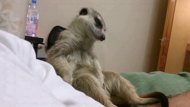 Сурикат засыпает смотреть онлайн