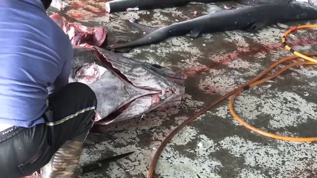 Monster Fish -500KG Giant Marlin fish cutting - 怪物魚-800磅巨大旗魚切割 смотреть онлайн