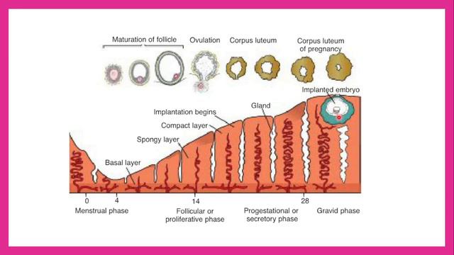 Implantatsiya | Implantation | Embrional rivojlanishning birinchi haftasi смотреть онлайн