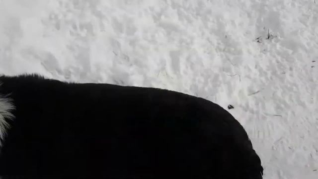 САО. АЛАБАИ/ВОЛКОДАВЫ. ОХРАННЫЕ КАЧЕСТВА У ЩЕНКА ПРОЯВЛЯЮТСЯ....20 марта 2018 г. смотреть онлайн