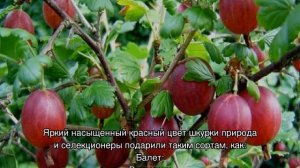 Сорта крыжовника: описание лучших видов красного, желтого, зеленого