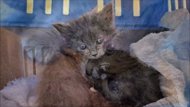 Женщина не струсила и взяла не 1, а 2 котят заморышей, больных стригущим лишаем Теперь их не узнат смотреть онлайн