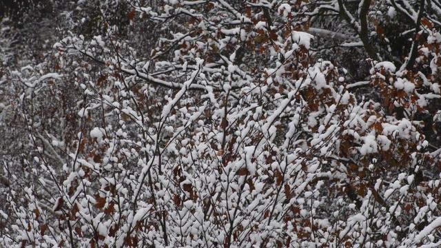 Wintry dawn in the nature reserve in Falkensee (Brandenburg) near Berlin Spandau on December 2, 202 смотреть онлайн
