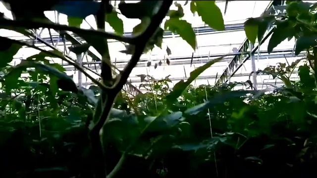 Что такое БАКОВЫЕ СМЕСИ, или как правильно смешивать пестициды смотреть онлайн