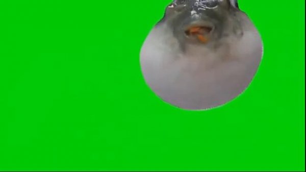 Meme with green screen