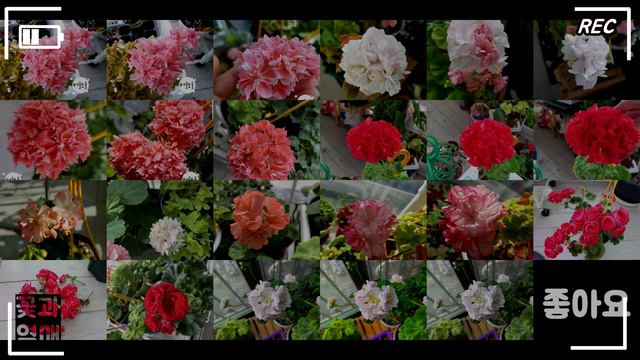 (제라늄#12)_🌷신상 제라늄 추천_셸크모이라, 러시아변종 🌱 Shelk Moira (Irina Kleymova) Pelargonium, Geranium смотреть онлайн