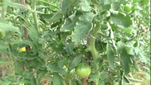 Обзор томата Трюфель розовый смотреть онлайн