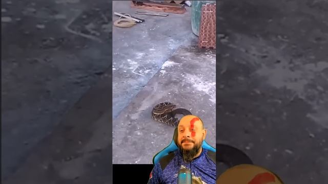 Encantador de cascavel #biólogohenrique #faunabrasileira #humor смотреть онлайн