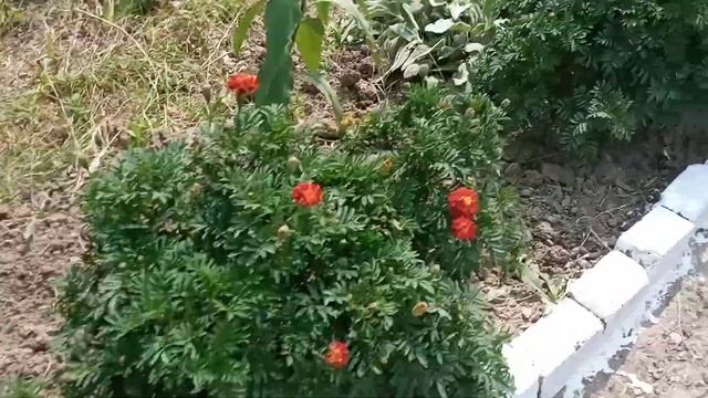 цветы у подъезда какая красота!❤️????? смотреть онлайн