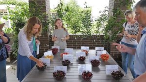 Самые урожайные и вкусные сорта черешни. Какой сорт черешни выбрать для средней полосы.