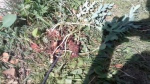 Золотой корень. Родиола розовая