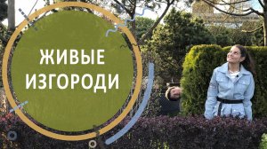 Живая изгородь. Какое растение выбрать для живой изгороди. Уход и стрижка живой изгороди.