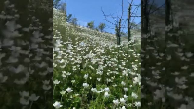 ЦВІТУТЬ АНЕМОНИ У СЕЛІ..... смотреть онлайн