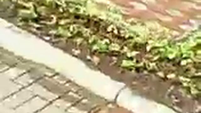 Парк в г.Глубокое Беларусь смотреть онлайн