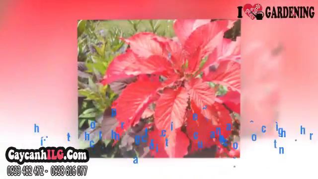 Cây Dền Trổ Đỏ Amaranthus Bicolor смотреть онлайн
