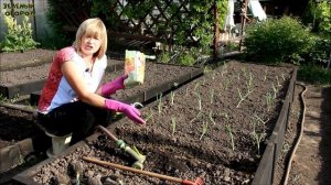 Выращивание ЛУКА ЭКСИБИШЕН от посева до урожая! Советы от ЗЕЛЕНОГО ОГОРОДА!