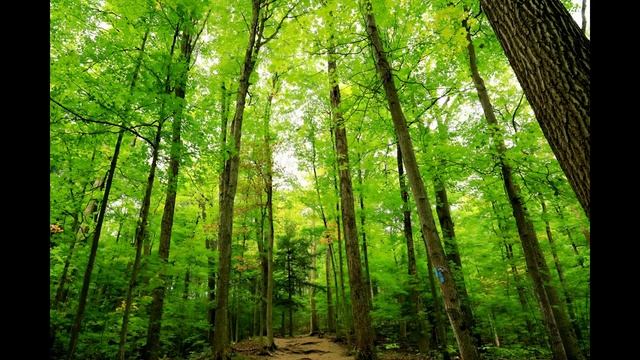 Расслабляющая музыка для медитации и крепкого сна. (Relaxing music for meditation and deep sleep) смотреть онлайн