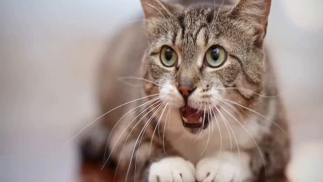 Кот дышит с открытым ртом: в чем причина и что можно сделать смотреть онлайн