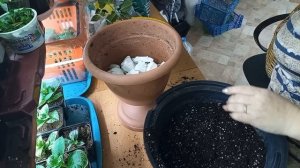 Как спасти погибающую крупнолистную гортензию.