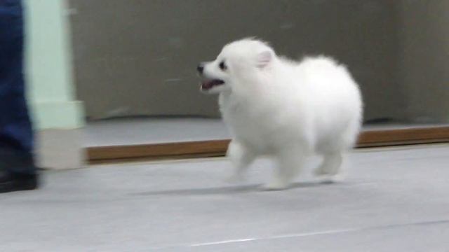 Немецкий малый шпиц. 4 мес. Кобель. Продажа. Шоу-перспективен смотреть онлайн