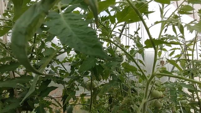 Томат "Белый зубр". Начало плодоношения смотреть онлайн