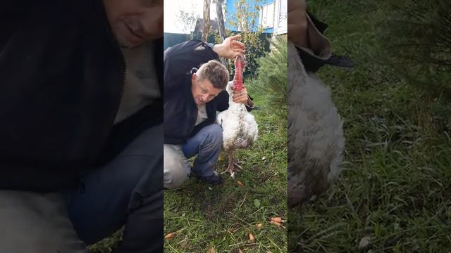 Лучшая птица Индюк. смотреть онлайн