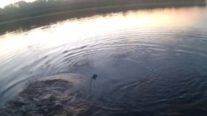 Енотаевские хроники. Рыбалка в Астраханской области на реке Енотаевка. Трофейные сазаны. Часть 1.