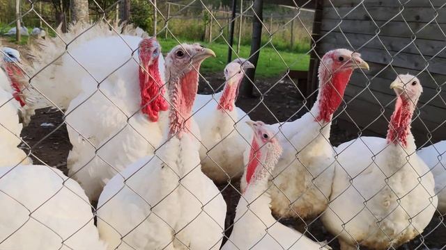 Индюки Hybrid Converter (Хайбрид Конвертер) смотреть онлайн