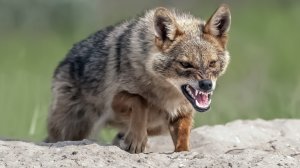 Как охотятся шакалы и где отдыхают фламинго? Дикий мир Апшеронского полуострова | Все как у людей