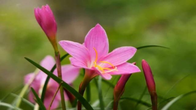 Wind and Rain flowers (HD1080p) смотреть онлайн