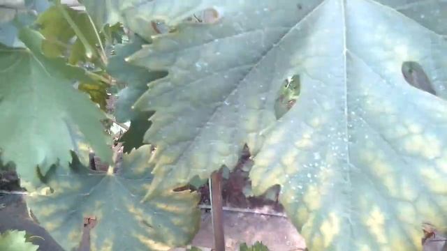 Виноград сорт вроде полонез 50 в теплице смотреть онлайн