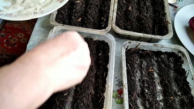 Сеем петунью, агератум, астры. смотреть онлайн