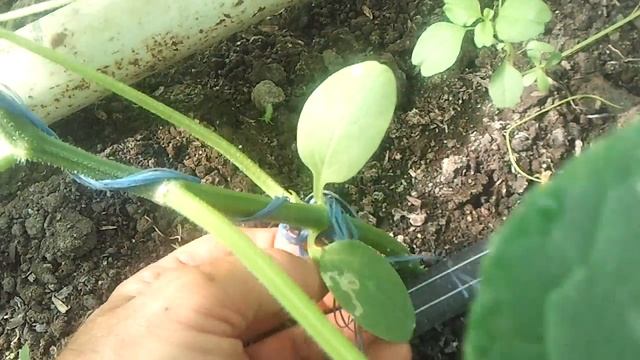 ОСЕННИЙ ОБОРОТ ОГУРЦЫ 18 СЕНТЯБРЯ смотреть онлайн