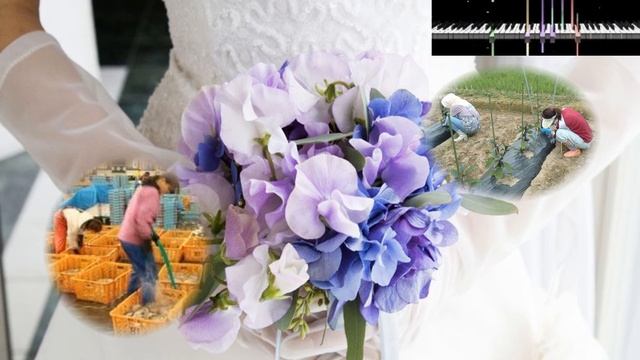 嫁に来ないか　新沼謙治　midi смотреть онлайн